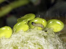 Каллимах_гусеница_I_1